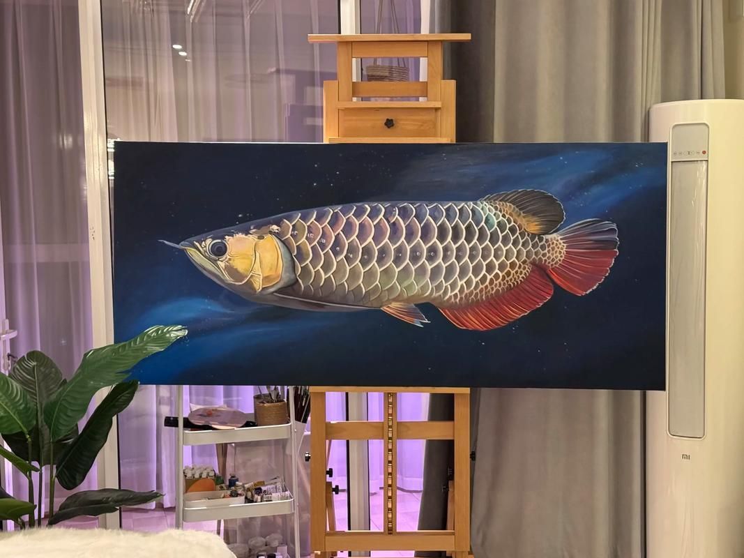 如何辨別真假新興龍魚？，如何辨別真假新興龍魚