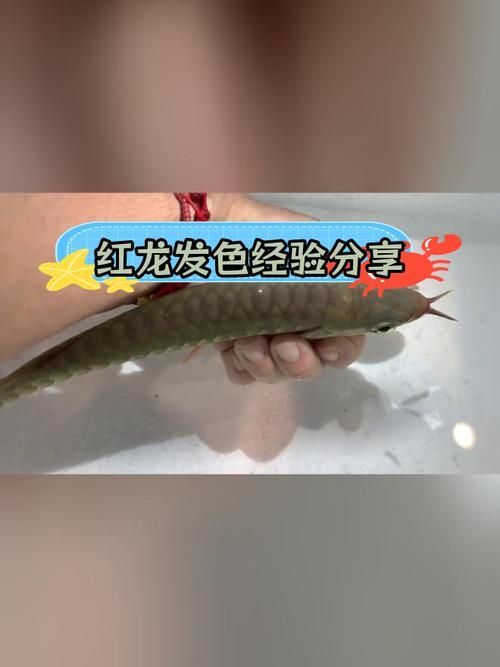 紅龍魚年齡與發色關系圖解，紅龍魚多久發色一次，如何判斷紅龍魚的年齡