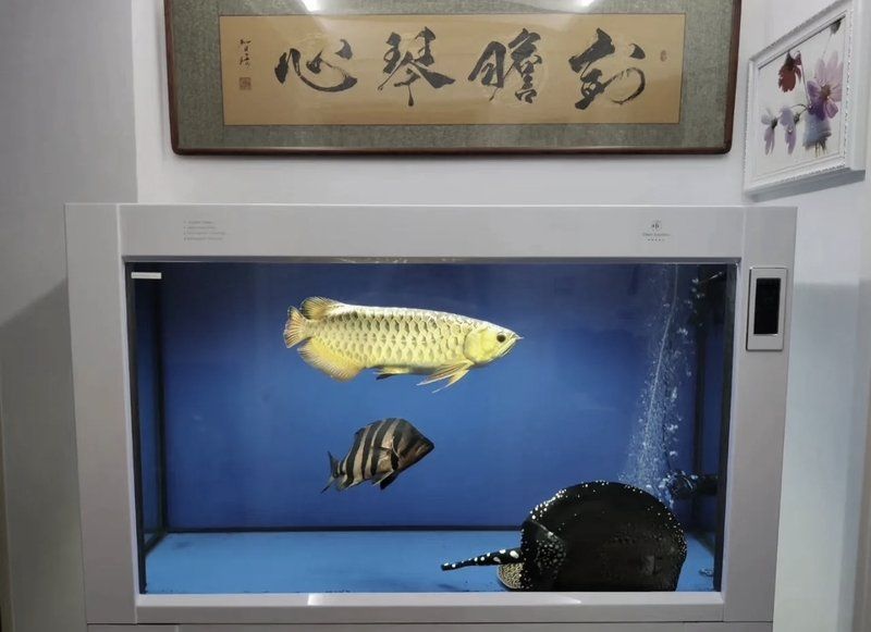 金龍魚亞成魚階段需要哪些特殊燈光，金龍魚亞成魚階段需要多久光照