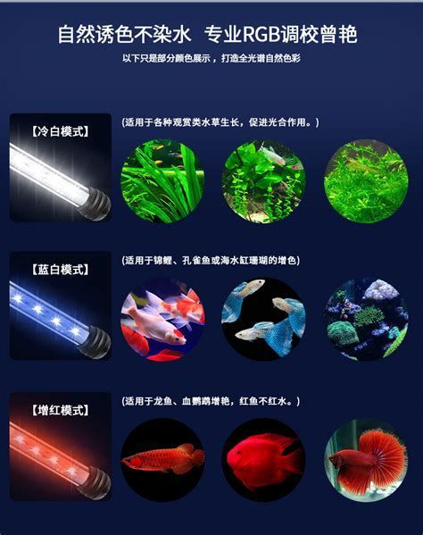 有沒有更多龍魚燈照的圖片？，龍魚燈照的圖片