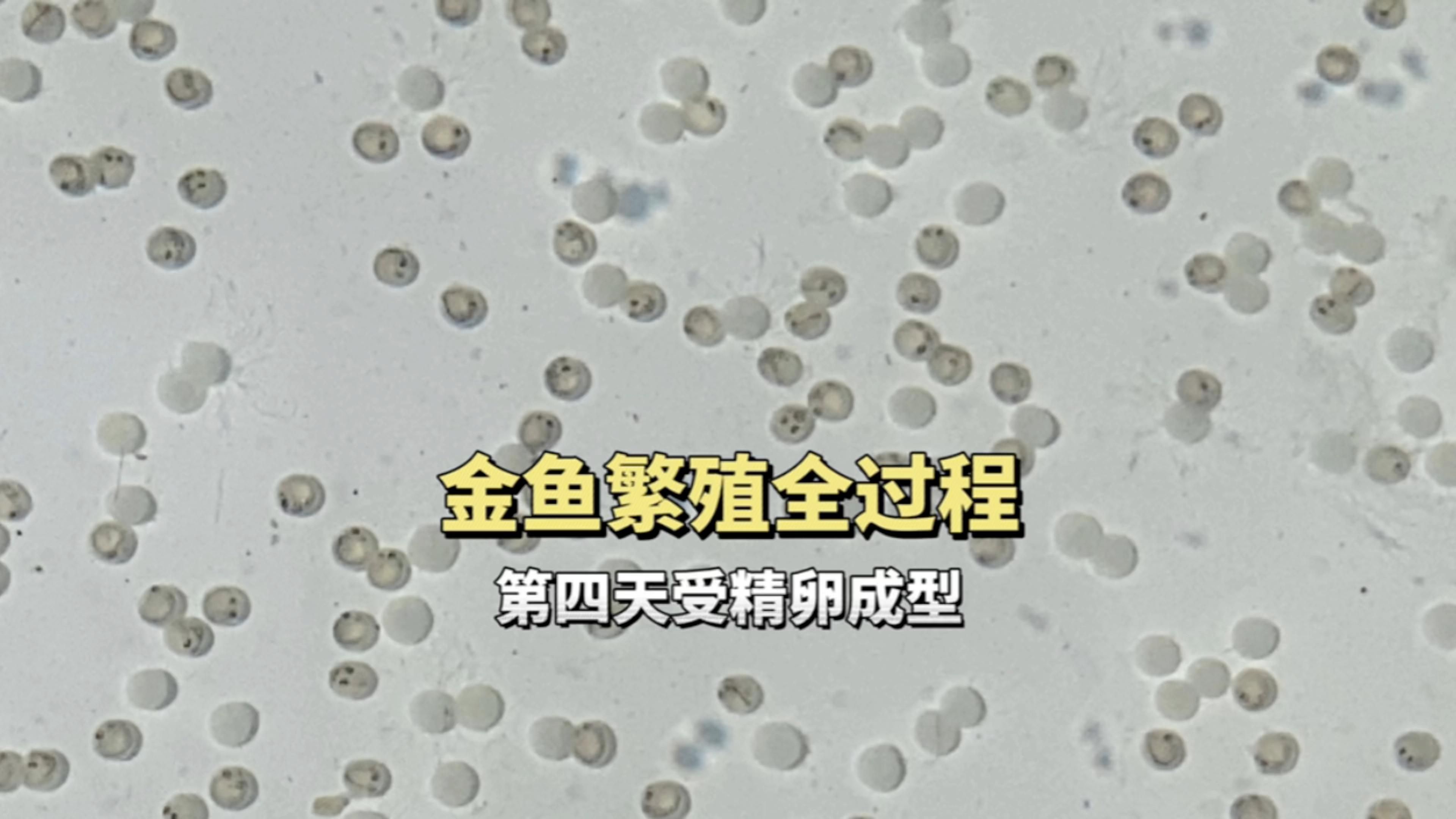 如何判斷金魚是否懷卵成功，判斷金魚是否懷卵成功