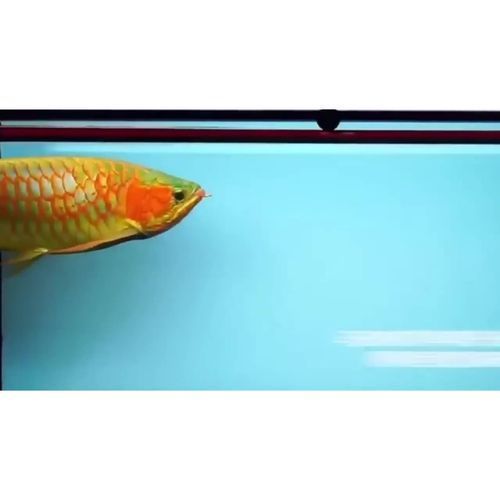有哪些品牌LED燈適合紅龍，適合紅龍使用的led燈品牌有哪些