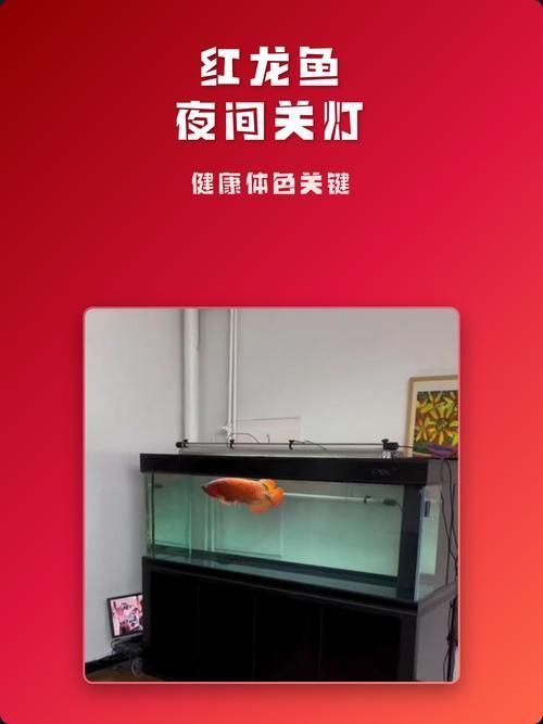 紅龍魚燈的色溫如何調節到最佳，珠韻閣，紅龍魚發色燈光色溫全解析