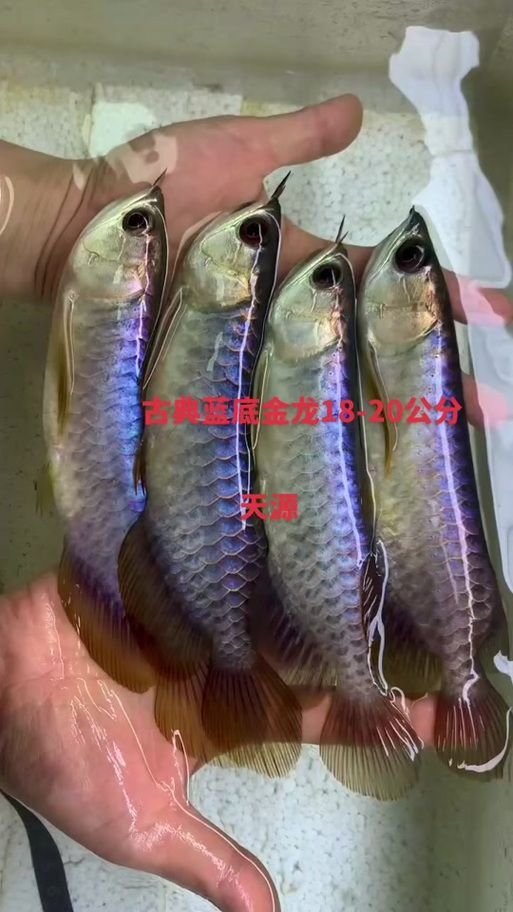 潮陽龍魚的市場價格，潮陽龍魚市場價格跨度極大，