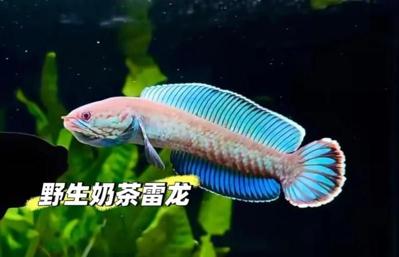 雷龍魚(yú)的市場(chǎng)價(jià)格大概是多少