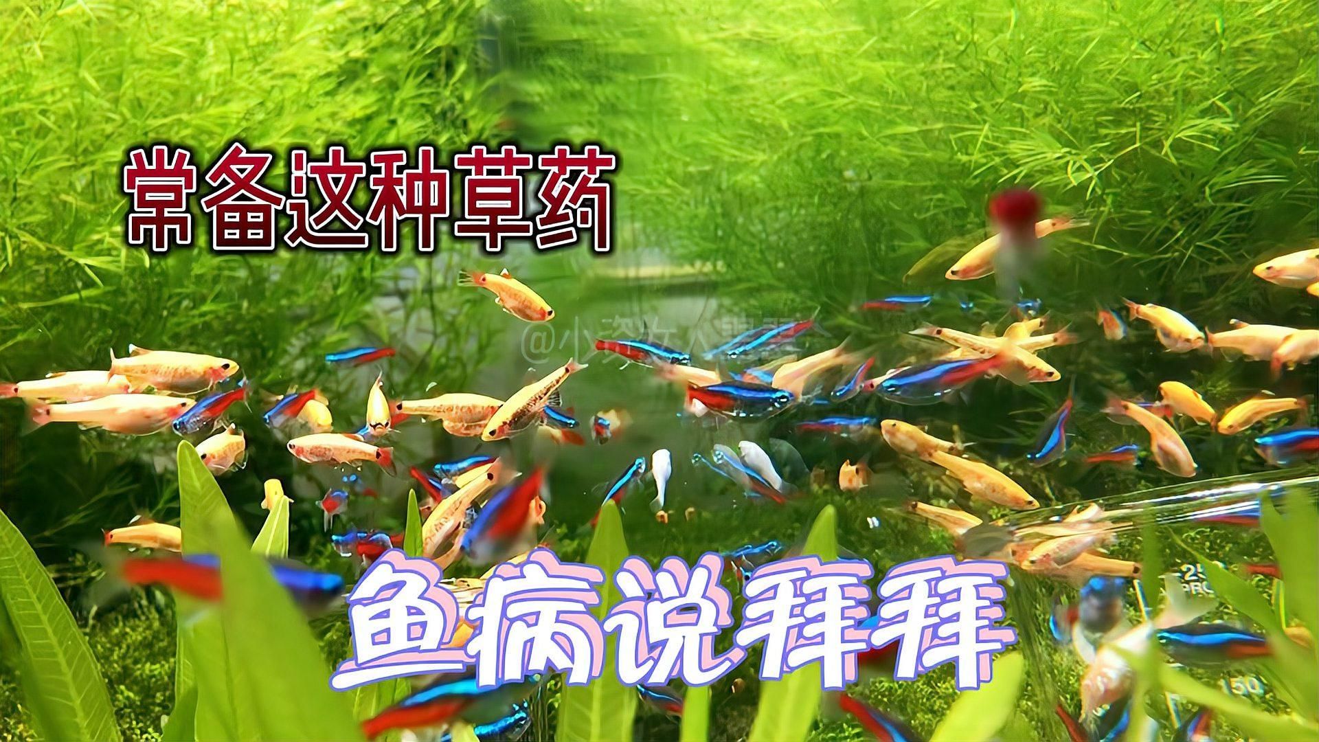 有哪些中草藥可以預防魚充血，中草藥在預防和治療魚充血方面具有一定的潛力