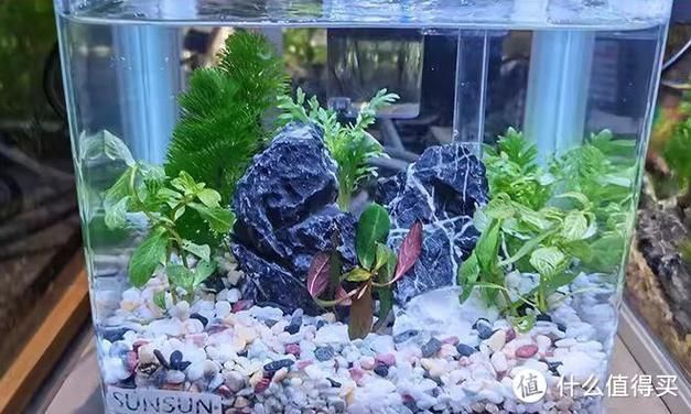 紅財神魚和銀龍魚混養需要哪些設備，紅財神魚、銀龍魚混養設備配置方案