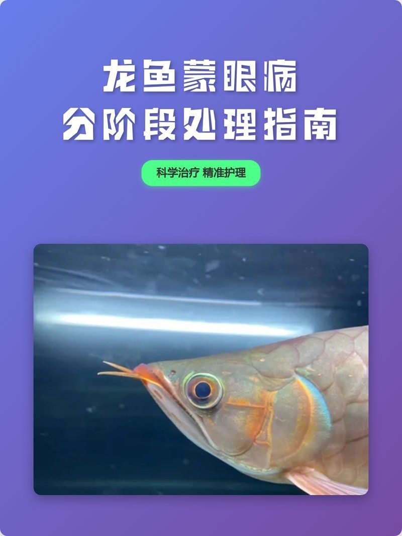 早期發現龍魚蒙眼后如何治療