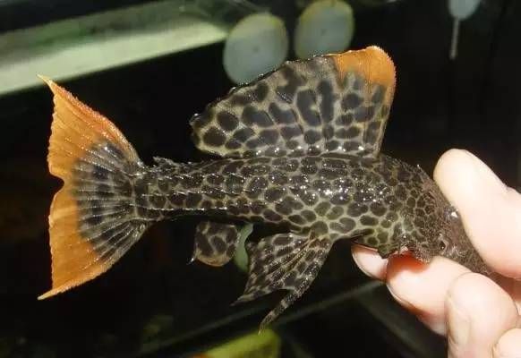 如何辨別南美異型魚的品種？，南美異型魚（loricariidae）如何辨別南美異型魚