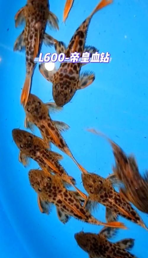 如何辨別南美異型魚的品種？，南美異型魚（loricariidae）如何辨別南美異型魚