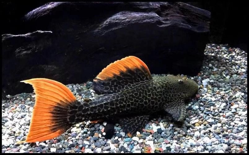 如何辨別南美異型魚的品種？，南美異型魚（loricariidae）如何辨別南美異型魚