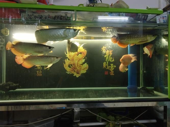 能否提供更多龍魚養(yǎng)殖的圖文案例，龍魚養(yǎng)殖圖文案例