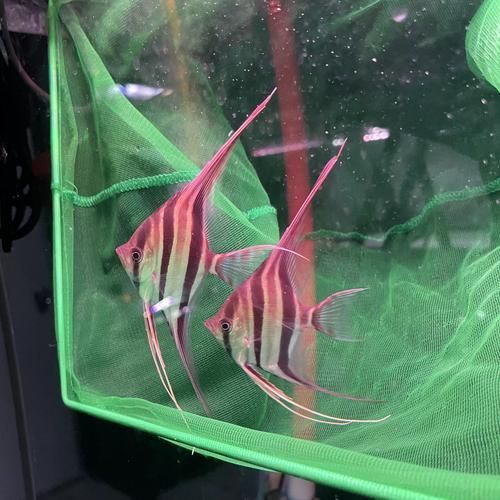 如何辨別圣菲埃及魚的真偽？，如何辨別“圣菲埃及魚”并非官方學名