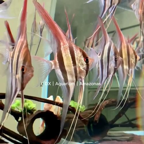 如何辨別圣菲埃及魚的真偽？，如何辨別“圣菲埃及魚”并非官方學名