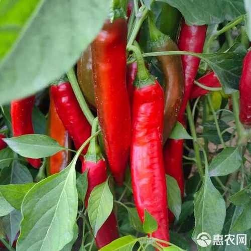 紅龍魚品相評(píng)分表，紅龍魚品相評(píng)分標(biāo)準(zhǔn)