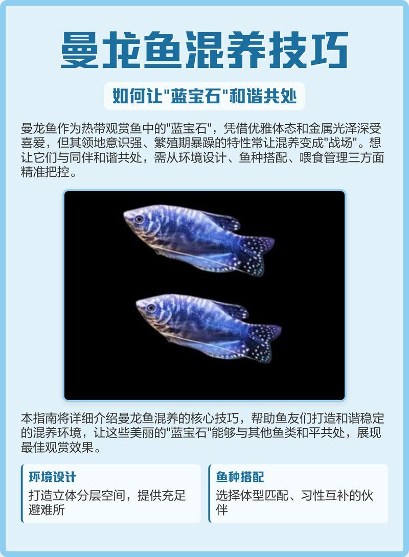 曼龍魚混養時需要注意哪些事項，曼龍魚混養時需要注意的事項