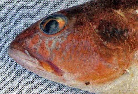 如何預防龍魚嘴部再次掉皮？，如何預防龍魚嘴部再次掉皮
