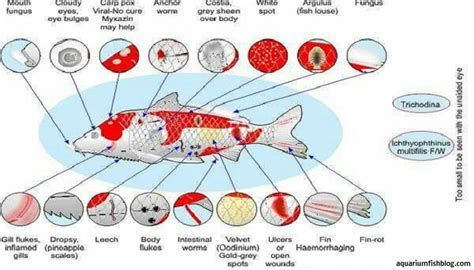 龍魚得了這三種病還能救回來嗎？，龍魚得了這三種病還能救回來嗎，