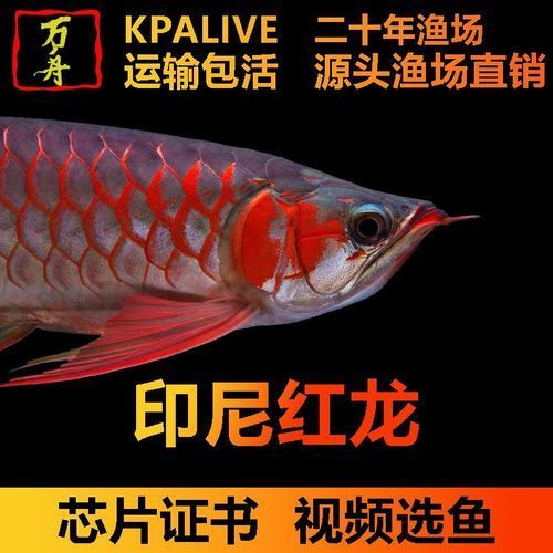 祥龍魚場超血紅龍魚苗價格是多少，祥龍魚場的超血紅龍魚苗價格是多少？