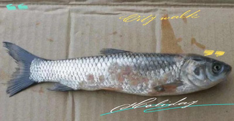 如何判斷魚是否患有赤皮病，如何判斷魚是否患有赤皮病,給魚治療赤皮病時需要注意什么