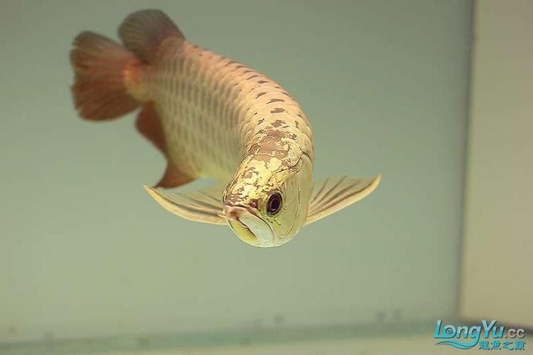 羅湖龍魚有哪些熱門品種？，羅湖龍魚品種詳解“羅湖龍魚”品種詳解羅湖龍魚品種