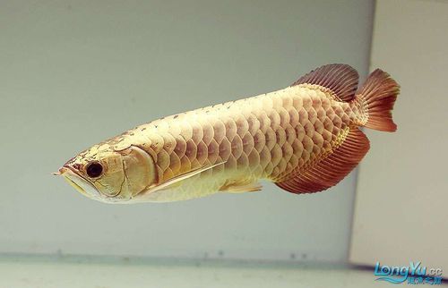 羅湖龍魚有哪些熱門品種？，羅湖龍魚品種詳解“羅湖龍魚”品種詳解羅湖龍魚品種