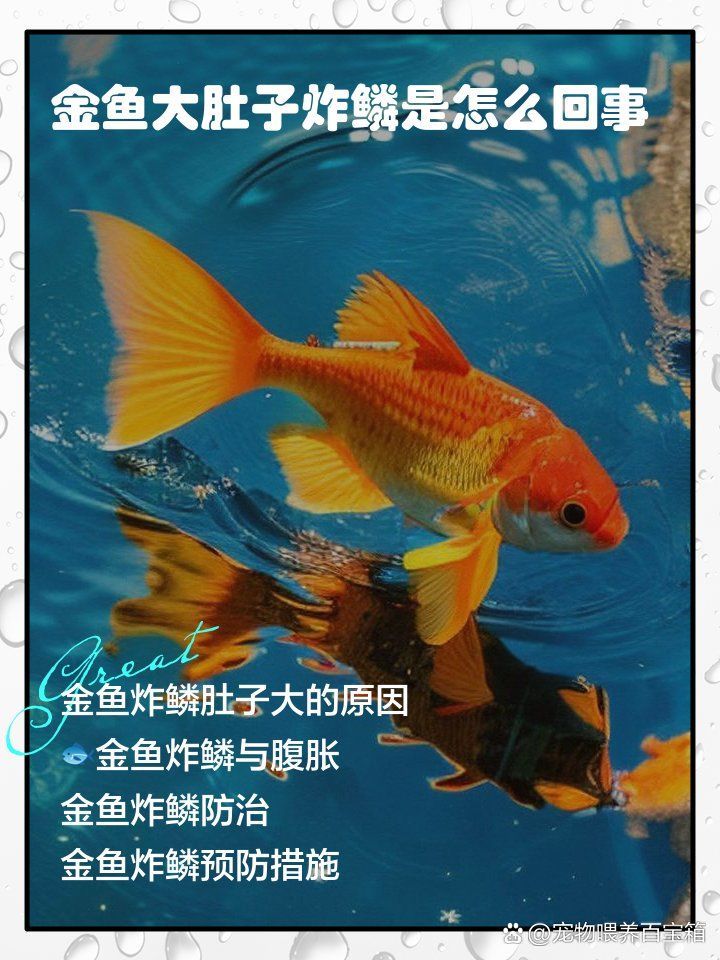 如何判斷金魚是否大肚子炸鱗，金魚大肚子炸鱗是怎么回事 如何判斷金魚是否大肚子炸鱗，金魚大肚子炸鱗是怎么回事 龍魚百科 第3張