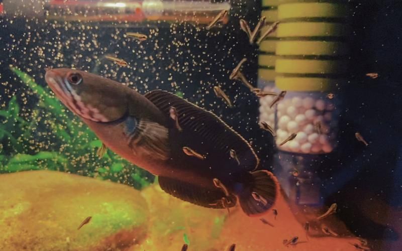 如何延長胭脂孔雀龍魚的壽命？，如何延長孔雀龍魚的壽命？ 如何延長胭脂孔雀龍魚的壽命？，如何延長孔雀龍魚的壽命？ 龍魚百科 第10張