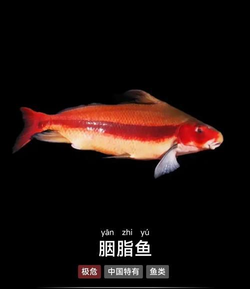 如何延長胭脂孔雀龍魚的壽命？，如何延長孔雀龍魚的壽命？ 如何延長胭脂孔雀龍魚的壽命？，如何延長孔雀龍魚的壽命？ 龍魚百科 第6張