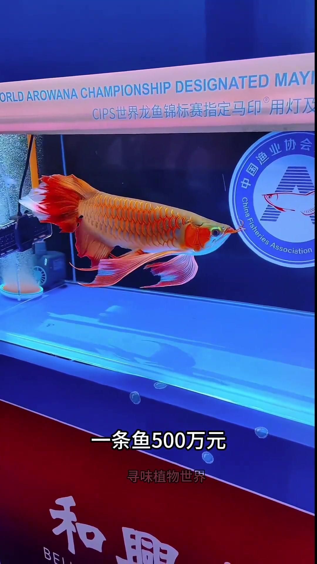 100種常見龍魚中哪個性價比最高？，100種常見龍魚中性價比最高的品種，新手養(yǎng)龍魚指南 100種常見龍魚中哪個性價比最高？，100種常見龍魚中性價比最高的品種，新手養(yǎng)龍魚指南 龍魚百科 第2張