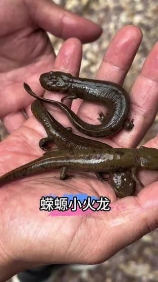 給我一些判斷小火龍蠑螈是否吃飽的圖片，如何判斷小火龍蠑螈是否“吃飽”