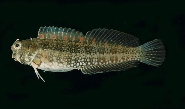 杰西卡恐龍魚有哪些特點？，杰富媒體組件之“杰西卡恐龍魚”