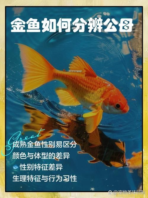 如何判斷非洲金鼓魚是否成熟?,如何判斷非洲金鼓魚是否生理? 龍魚百科 第5張 如何判斷非洲金鼓魚是否成熟?,如何判斷非洲金鼓魚是否生理? 如何判斷非洲金鼓魚是否成熟?,如何判斷非洲金鼓魚是否生理? 龍魚百科 第5張