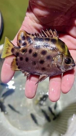 如何判斷非洲金鼓魚是否成熟?,如何判斷非洲金鼓魚是否生理? 龍魚百科 第4張 如何判斷非洲金鼓魚是否成熟?,如何判斷非洲金鼓魚是否生理? 如何判斷非洲金鼓魚是否成熟?,如何判斷非洲金鼓魚是否生理? 龍魚百科 第4張