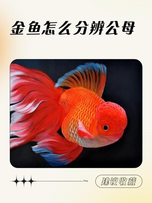 如何判斷非洲金鼓魚是否成熟?,如何判斷非洲金鼓魚是否生理? 龍魚百科 第3張 如何判斷非洲金鼓魚是否成熟?,如何判斷非洲金鼓魚是否生理? 如何判斷非洲金鼓魚是否成熟?,如何判斷非洲金鼓魚是否生理? 龍魚百科 第3張