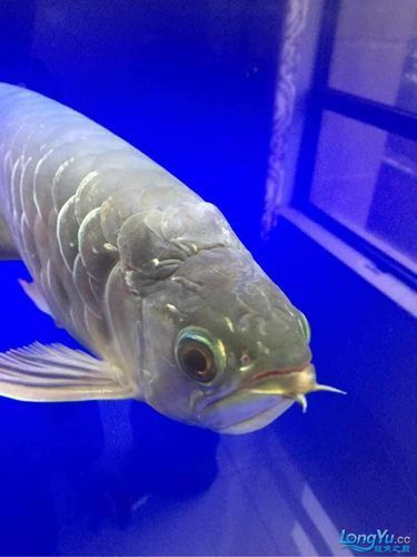 給我一些龍魚黑鱗立鱗病的圖片，龍魚出現黑鱗立鱗病是什么原因 給我一些龍魚黑鱗立鱗病的圖片，龍魚出現黑鱗立鱗病是什么原因 龍魚百科 第10張