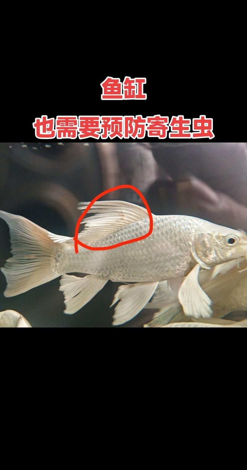 能提供一些預防龍魚腸道寄生蟲感染的圖片嗎，如何預防龍魚腸道寄生蟲感染？ 能提供一些預防龍魚腸道寄生蟲感染的圖片嗎，如何預防龍魚腸道寄生蟲感染？ 龍魚百科 第12張
