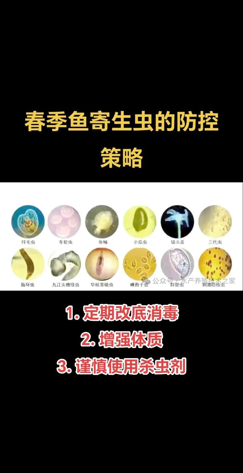 能提供一些預防龍魚腸道寄生蟲感染的圖片嗎，如何預防龍魚腸道寄生蟲感染？ 能提供一些預防龍魚腸道寄生蟲感染的圖片嗎，如何預防龍魚腸道寄生蟲感染？ 龍魚百科 第8張