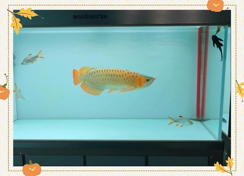 如何判斷蝦仁是否適合龍魚？，——————專業喂養指南 如何判斷蝦仁是否適合龍魚？，——————專業喂養指南 龍魚百科 第1張