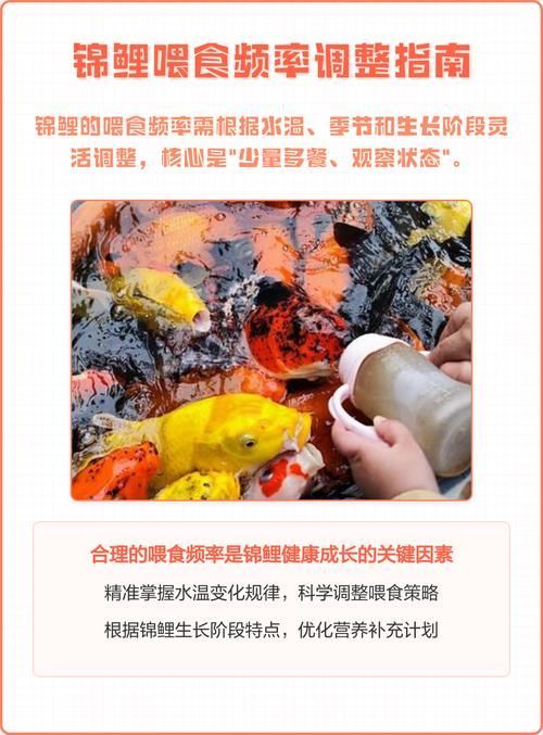 如何延長丹頂錦鯉的壽命？，如何延長丹頂錦鯉壽命 如何延長丹頂錦鯉的壽命？，如何延長丹頂錦鯉壽命 龍魚百科 第9張