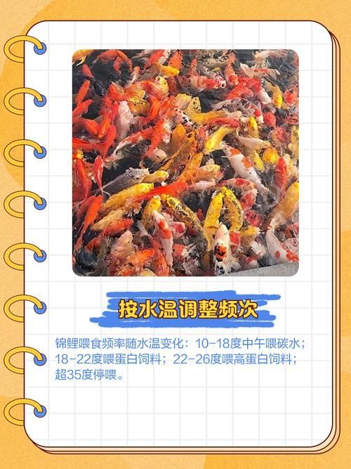 如何延長丹頂錦鯉的壽命？，如何延長丹頂錦鯉壽命 如何延長丹頂錦鯉的壽命？，如何延長丹頂錦鯉壽命 龍魚百科 第10張