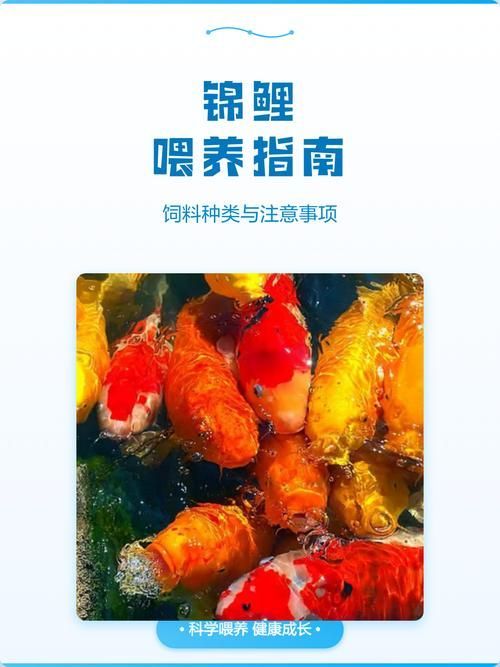 如何延長丹頂錦鯉的壽命？，如何延長丹頂錦鯉壽命 如何延長丹頂錦鯉的壽命？，如何延長丹頂錦鯉壽命 龍魚百科 第12張