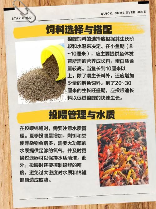 如何延長丹頂錦鯉的壽命？，如何延長丹頂錦鯉壽命 如何延長丹頂錦鯉的壽命？，如何延長丹頂錦鯉壽命 龍魚百科 第8張
