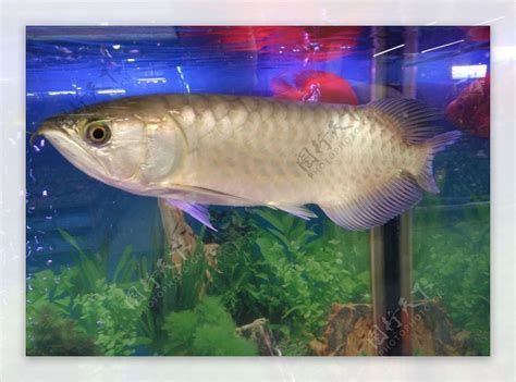龍魚和大魚混養會怎么樣？，龍魚和大魚混養的極易導致龍魚和大魚混養會怎么樣 龍魚和大魚混養會怎么樣？，龍魚和大魚混養的極易導致龍魚和大魚混養會怎么樣 龍魚百科 第3張