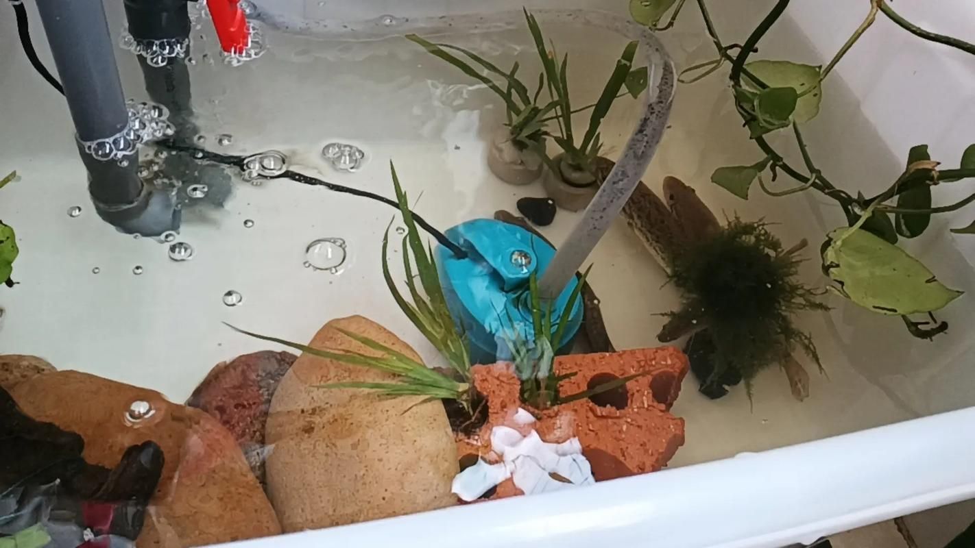 平桂龍魚的養殖技術有哪些？，減少跳躍風險——平桂龍魚養殖技術