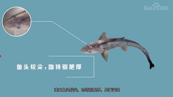 鳳臺龍魚的養殖方法