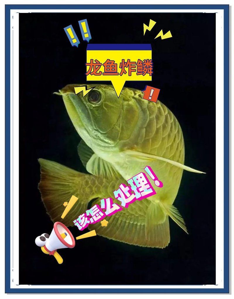 紅龍魚掉鱗是疾病還是正?，F象？，紅龍魚掉鱗是疾病還是正?，F象紅龍魚掉鱗是疾病還是正?，F象 紅龍魚掉鱗是疾病還是正常現象？，紅龍魚掉鱗是疾病還是正?，F象紅龍魚掉鱗是疾病還是正?，F象 龍魚百科 第1張