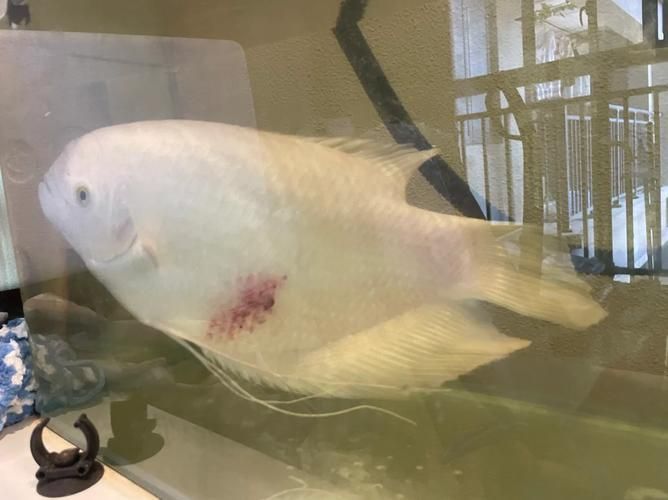 魚充血的圖片，魚充血常見病因與處理方案對照表