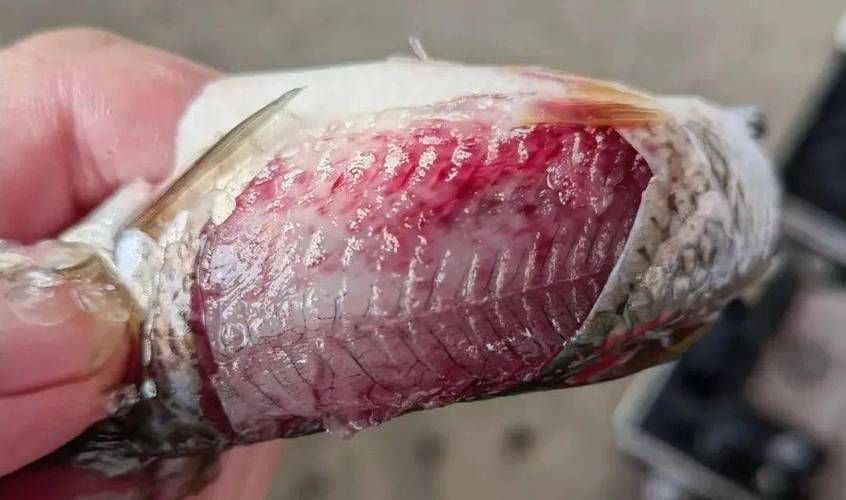 魚充血的圖片，魚充血常見病因與處理方案對照表
