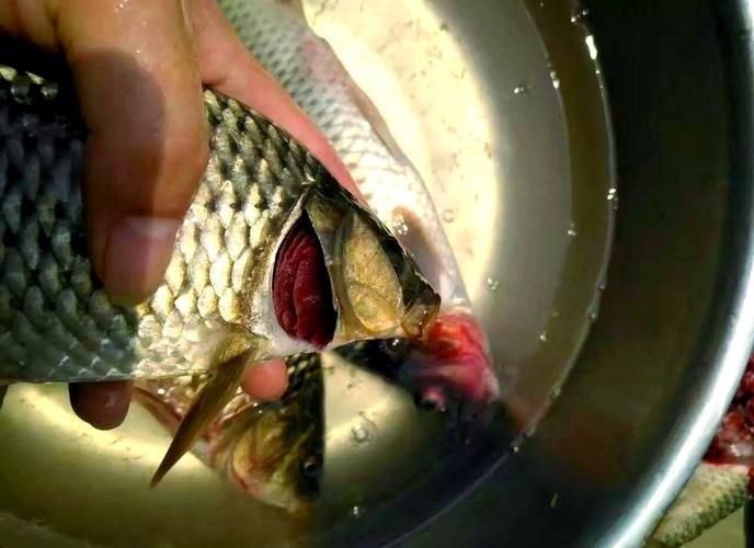 魚充血的圖片，魚充血常見病因與處理方案對照表